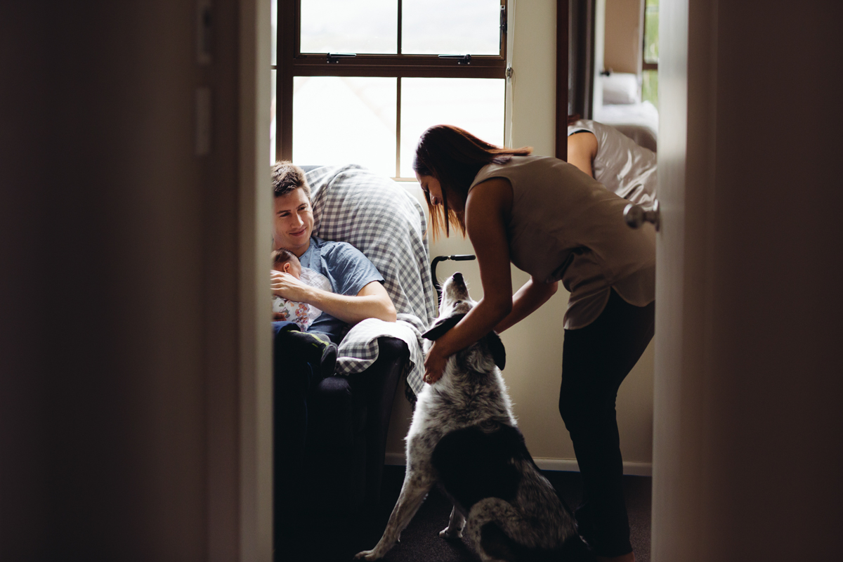 father holding baby girl on his chest with mom petting dog Newborn Photography Wellington natural light